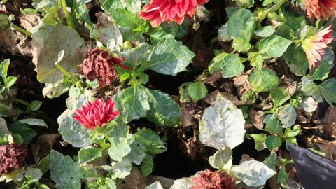 À l’instar de plusieurs genres et espèces, les dahlias ont souffert de l’hygrométrie de l’ été 2021. ©O. Maillard